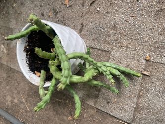 plant $5