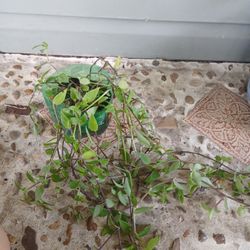 little jew hanging plant