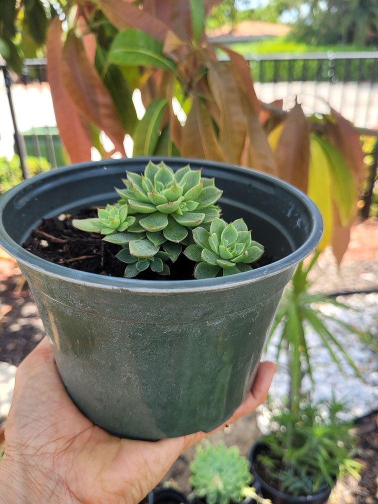 $9 suculenta plants 