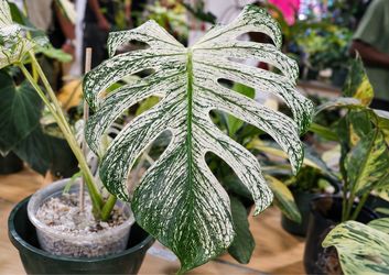 MONSTERA DEVIL MONSTER