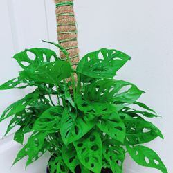Very Full And Healthy Swiss Cheese Monstera Pothos Plants - 8” Nursery Container - Indoor Plant ( CERAMIC pot NOT including )