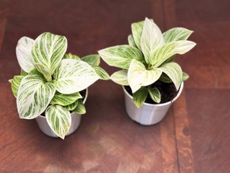 Philodendron white birkin