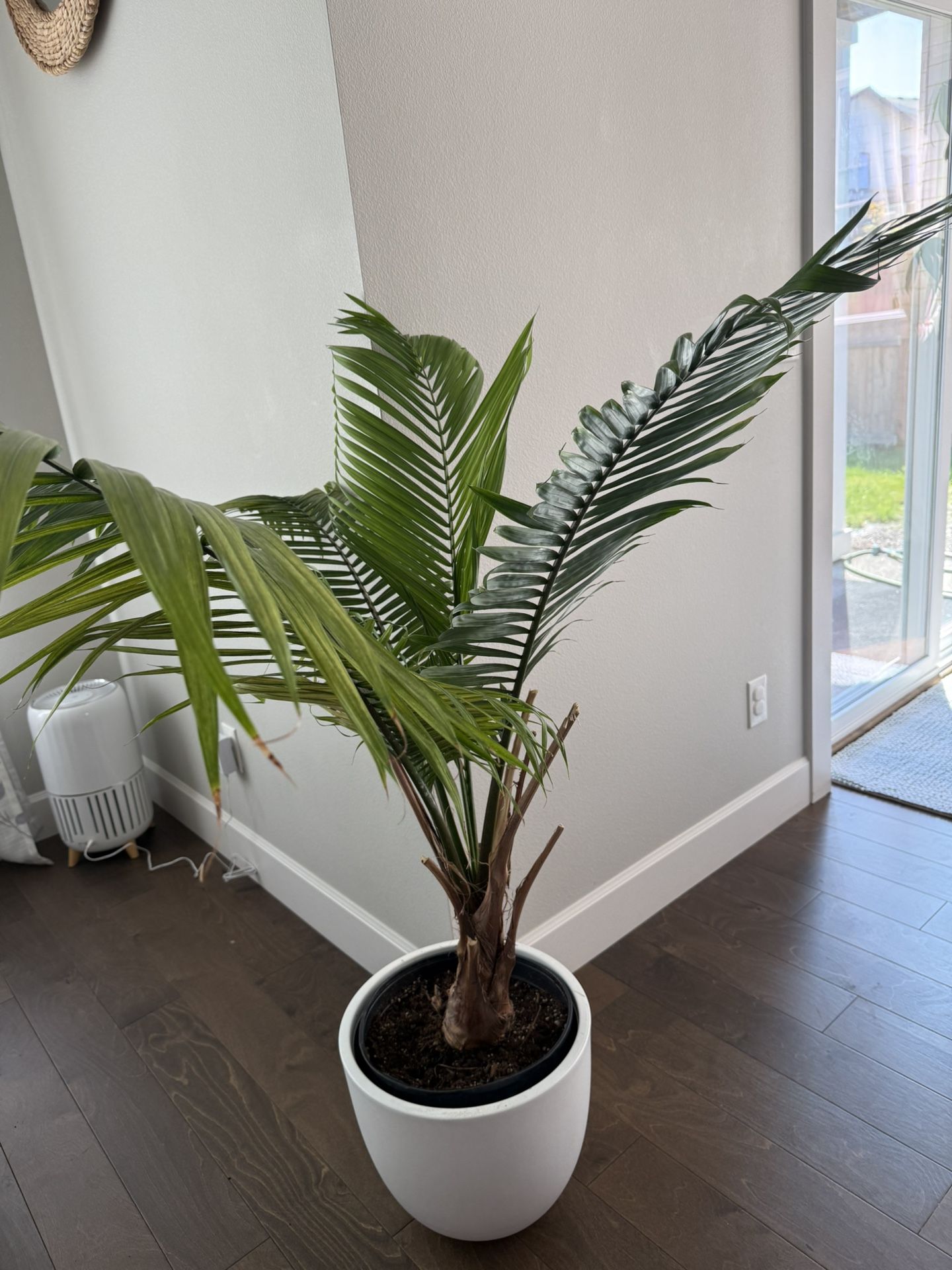 Palm Tree 
