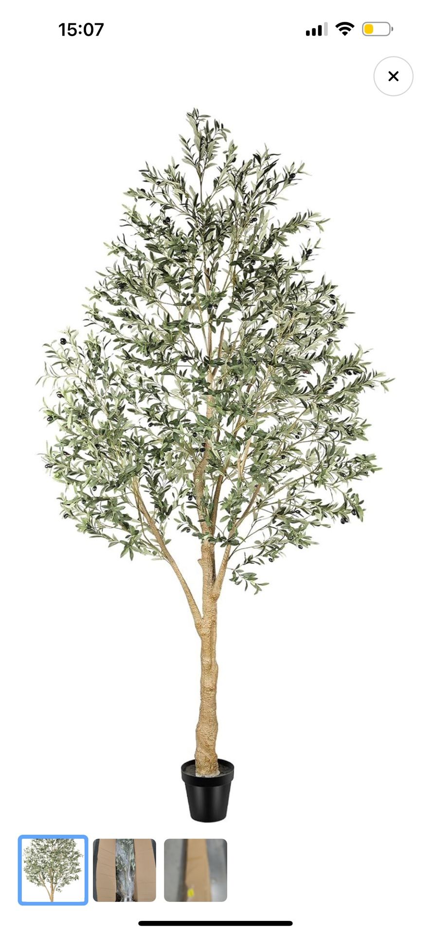 Olive Tree