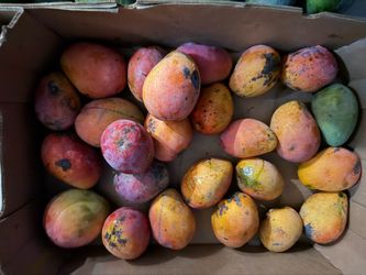 Sweet mangoes