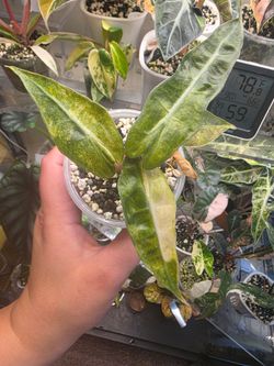 Alocasia Polly Aurea