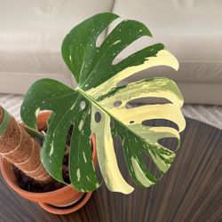 Mature Monstera Thai Constellation***** IF LISTED ITS AVAILABLE ****