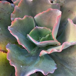 Echeveria Plant