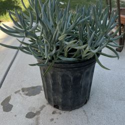 Succulent