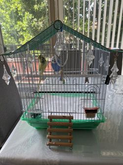 Bird Cage for Budgies