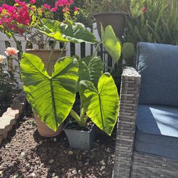 Giant Elephant Ear Plant