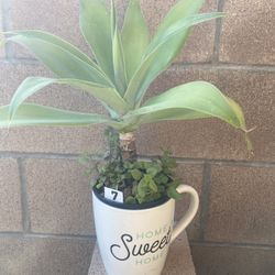 Agave Succulent 6”