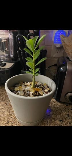 Desert Rose plant (Pink)