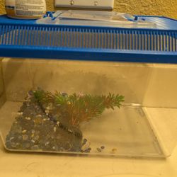 Fish Tank And Supplies