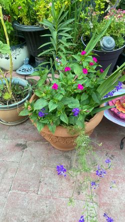 Gorgeous Plant For Outside Sun 