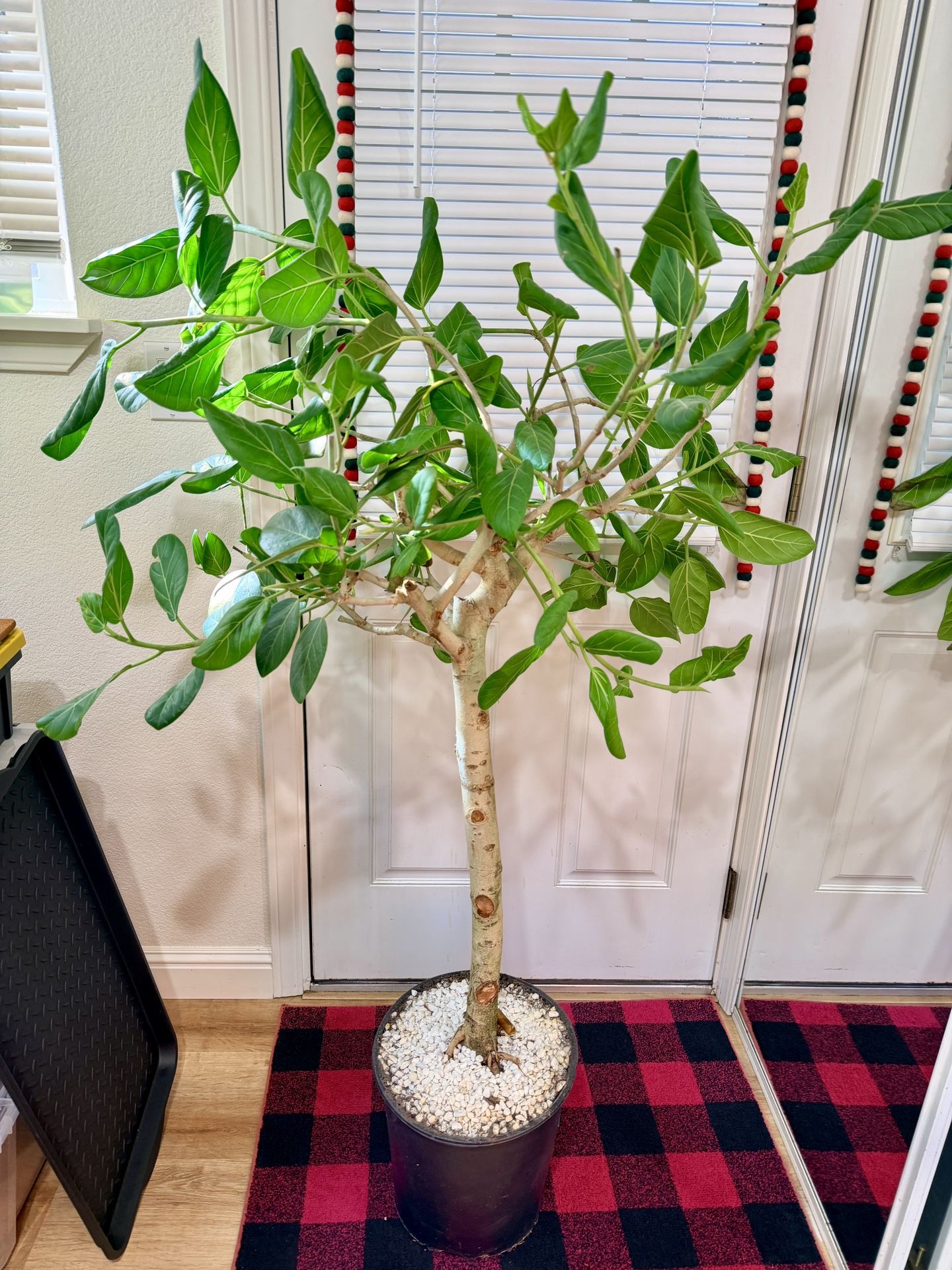 4ft Indoor Tree Ficus Audrey