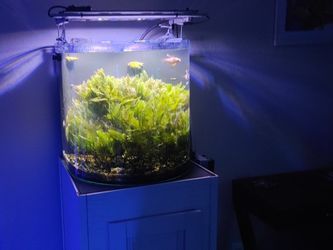 30 Gallon All In One Rimless Aquarium