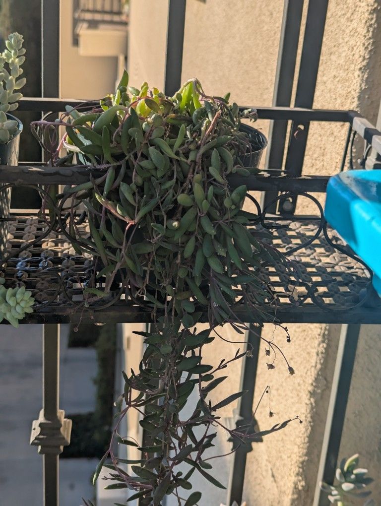 Healthy Bananas Plant Succulent