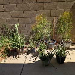 Fresh Desert Plants