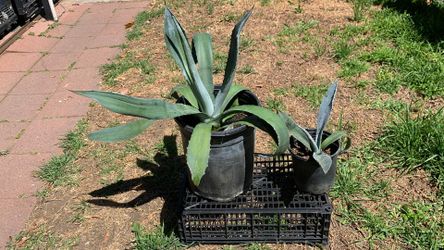 Plantas/plants