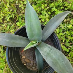 Blue Agave 