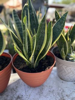 $15 Snake Plants 🪴