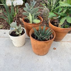 Four Plants Succulents $20  For All