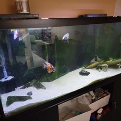 120 Gallon Tall Fishtank/Aquarium