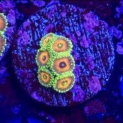 Super Saiyan Zoa Display Decor