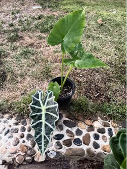 2 different alocasia plants for $19 (Polly and green)