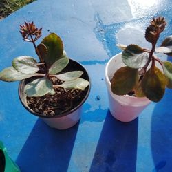 calancho color rojo y corona de Cristo color rojo flor miniatura $2 cada una 