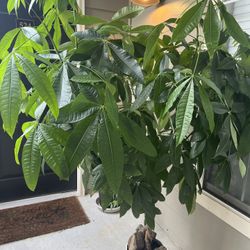 Money Tree