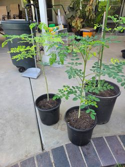 Organic Moringa (Malungay) 1.5 ft to 3.5 ft, $15 to $40
