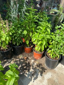 Plantas de albacar