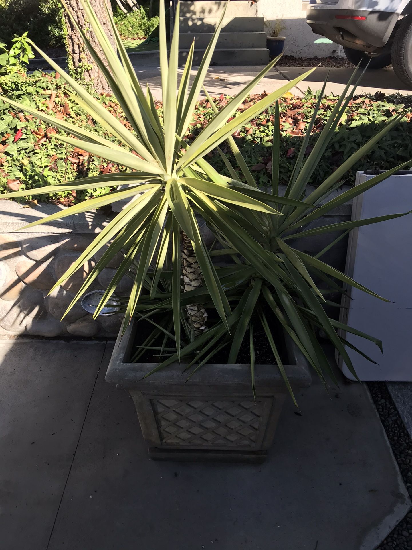 Huge Pots With Yuccas
