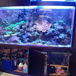 500 Gallon Acrylic Reef  Tank 