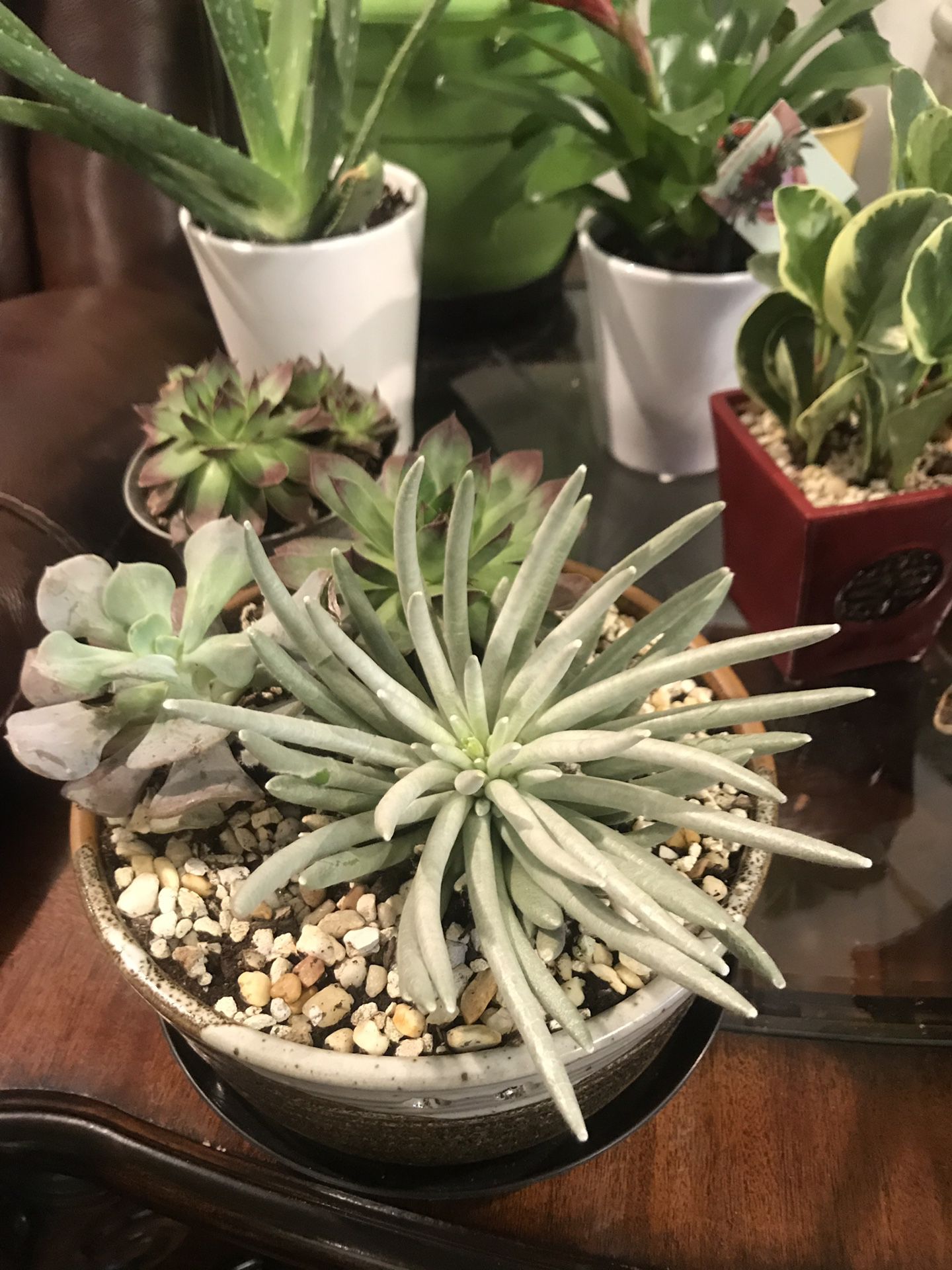 Cute varieties of succulents in the ceramic planter