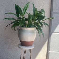 Silver Streak Pothos