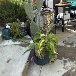 Large Large Arrangement Very Healthy.   Estimating approximately 4 feet or taller. 