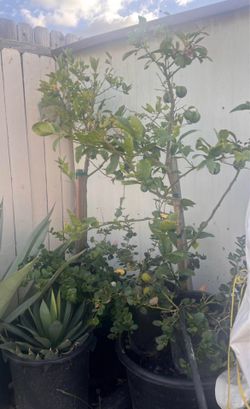 Meyer lemon tree