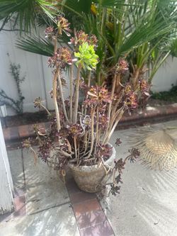 Potted Succulent
