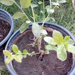 🫐Blueberry Plant (O'Neal)Arandano