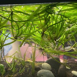 Jungle Val…..40+