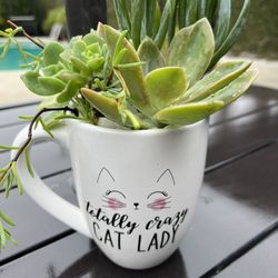 Succulents 