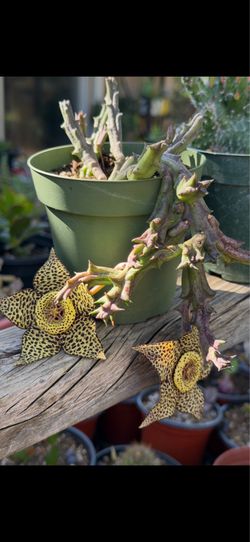 Stapelia