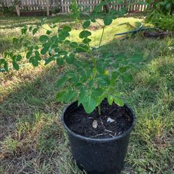 Moringa Trees For Sale