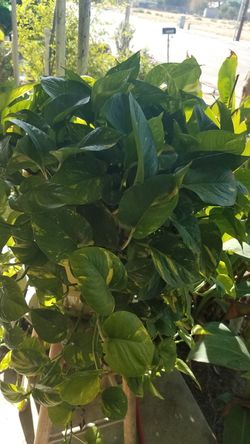 Planta de enredadera