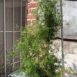 Plant In Self Plastic 5 Gallon Container.