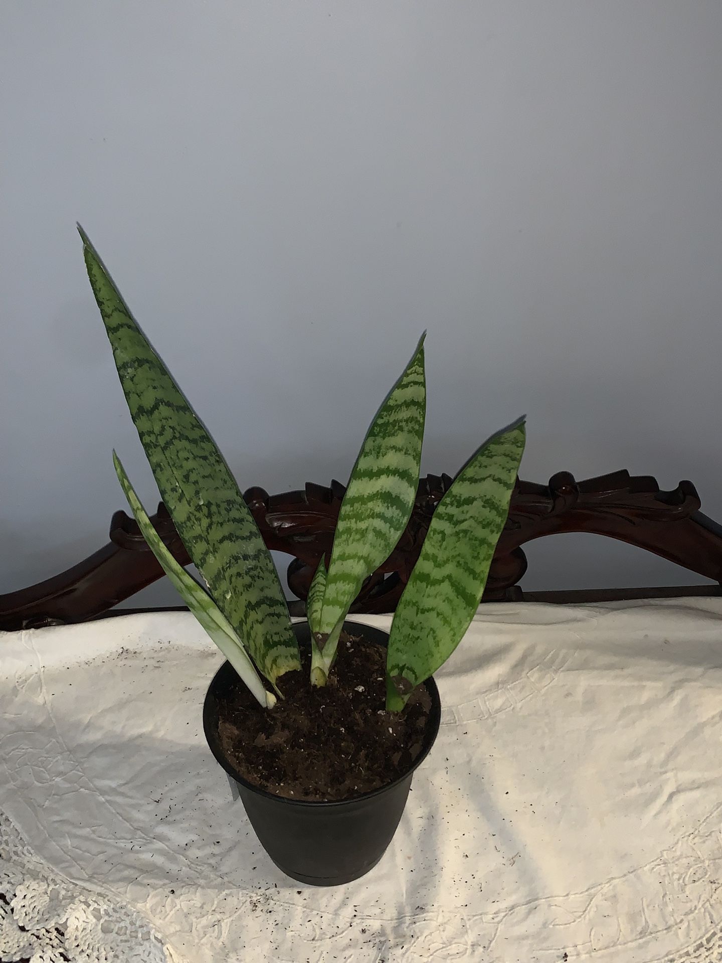 14” Snake Plant