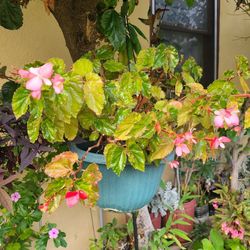 Begonia